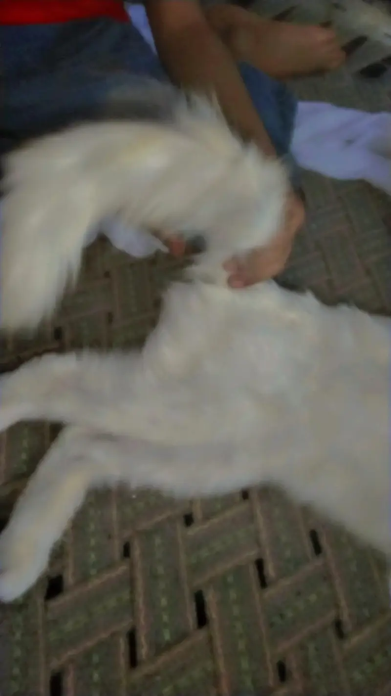 cat for sale — photo 3