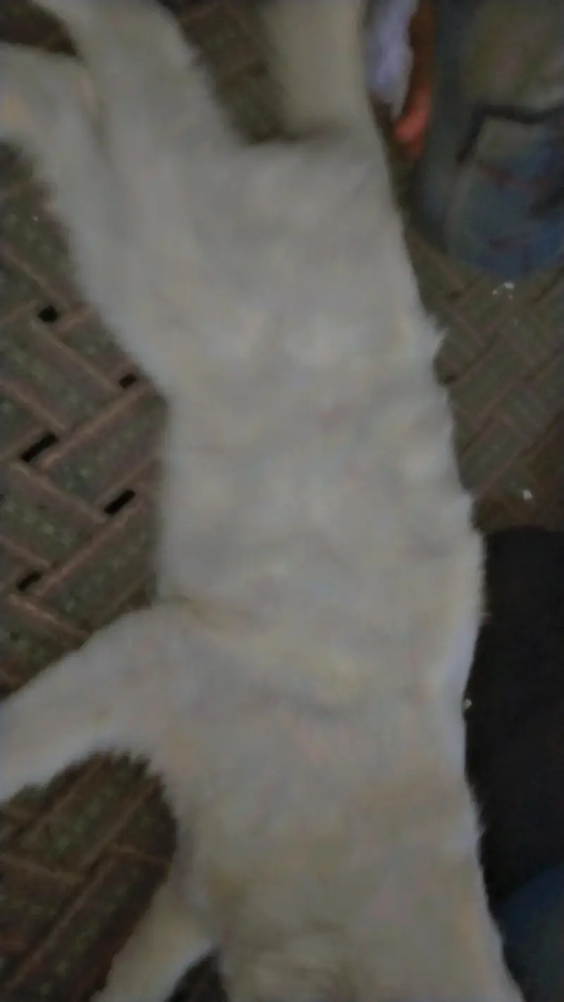 cat for sale — photo 4