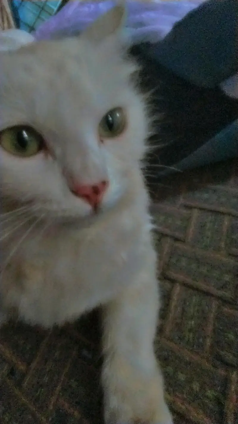 cat for sale — photo 5