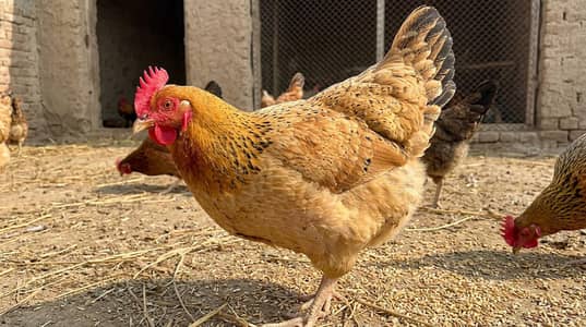 Golden misri hen for sale | 5 month age | Young