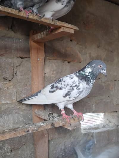 High Flyer pigeons for sale