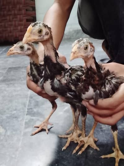 3 hens 4 month age q black and 2 brown coluor