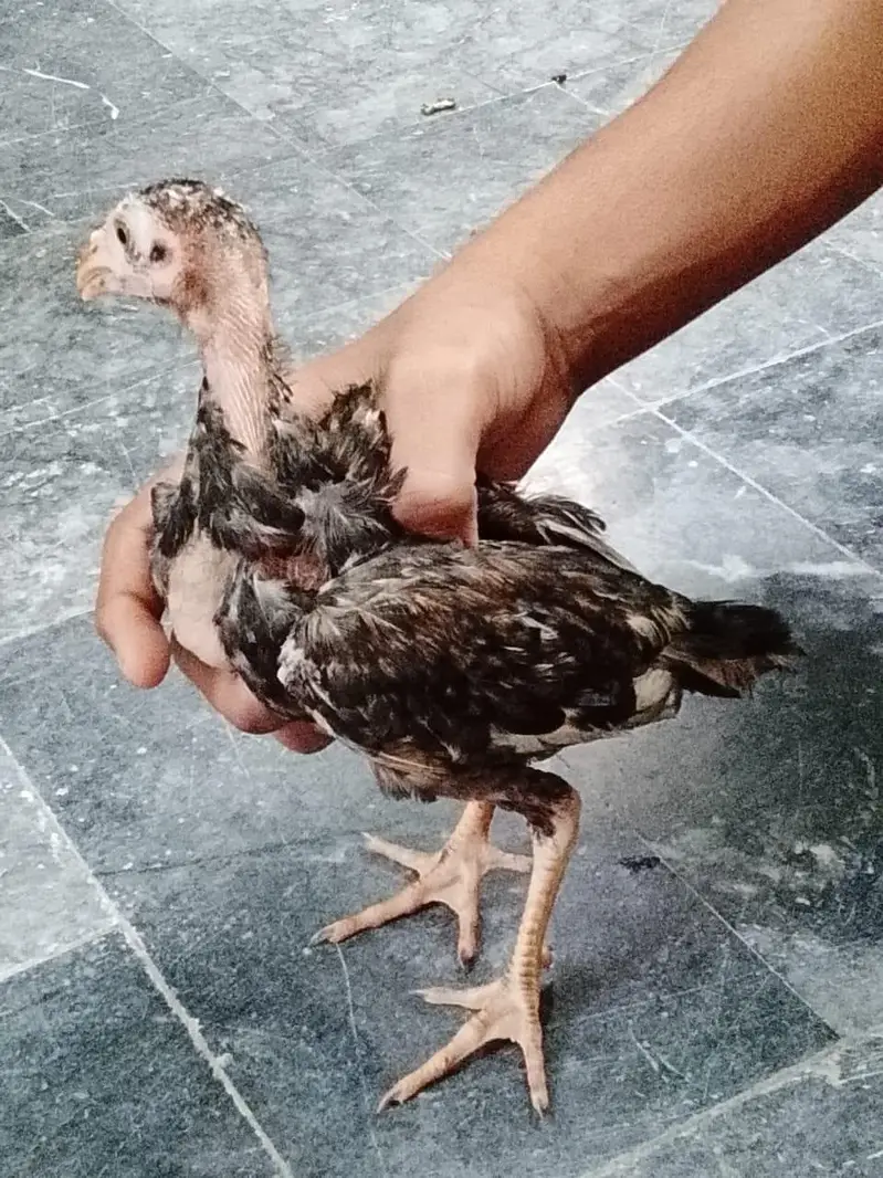 3 hens 4 month age q black and 2 brown coluor — photo 2