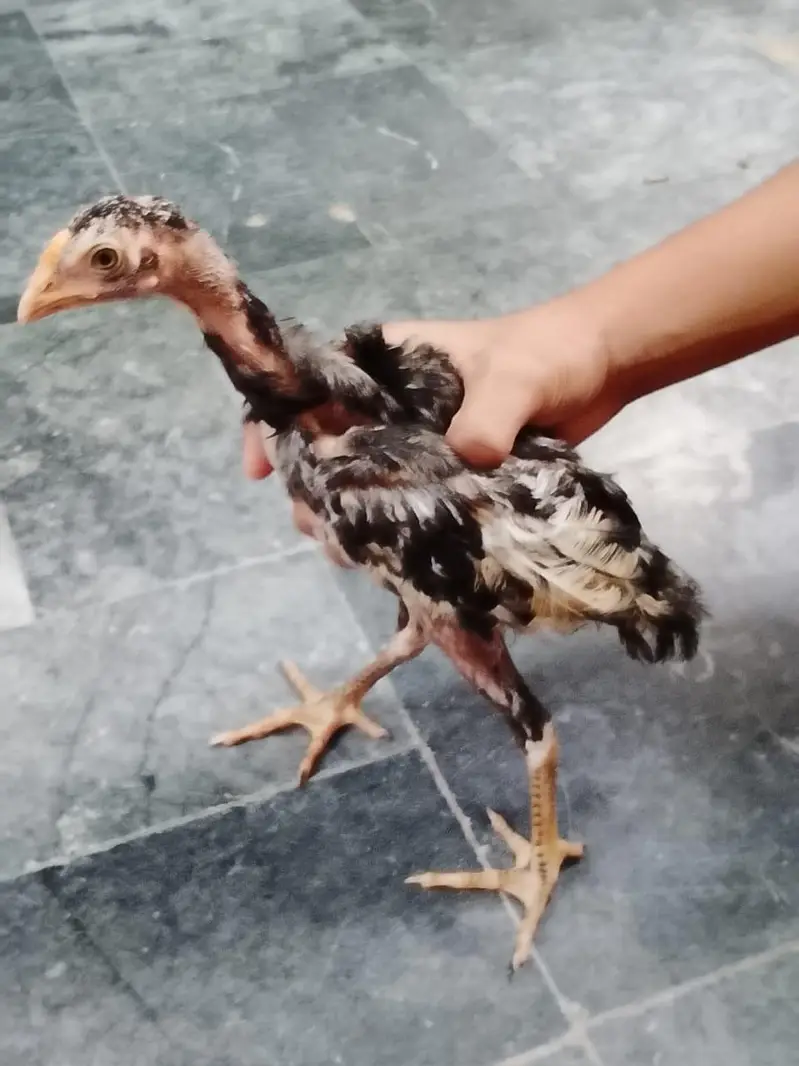 3 hens 4 month age q black and 2 brown coluor — photo 3