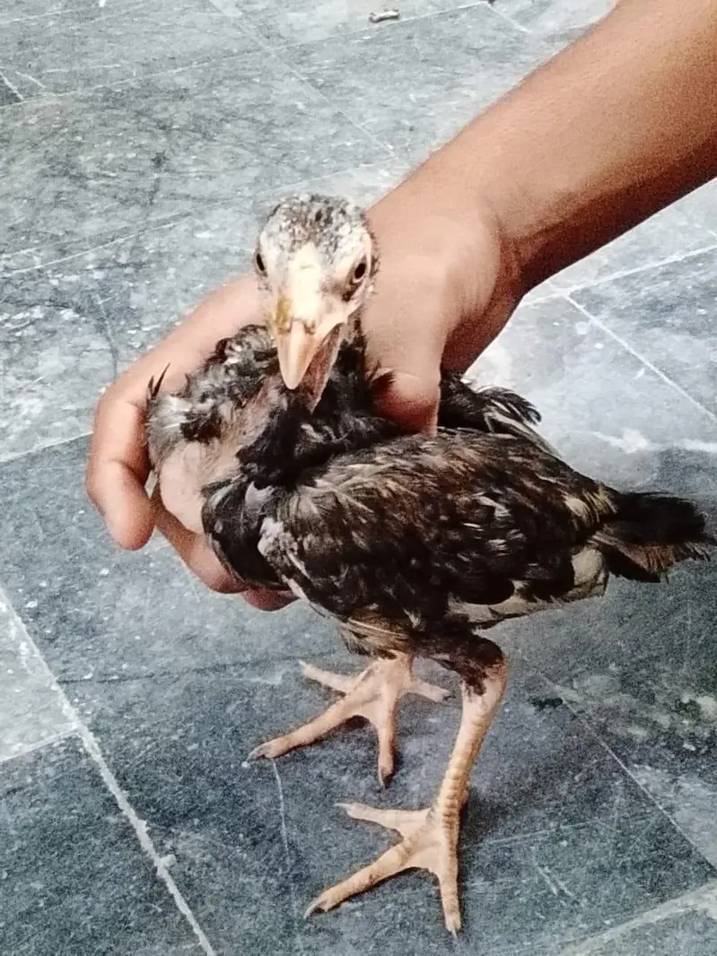3 hens 4 month age q black and 2 brown coluor — photo 4