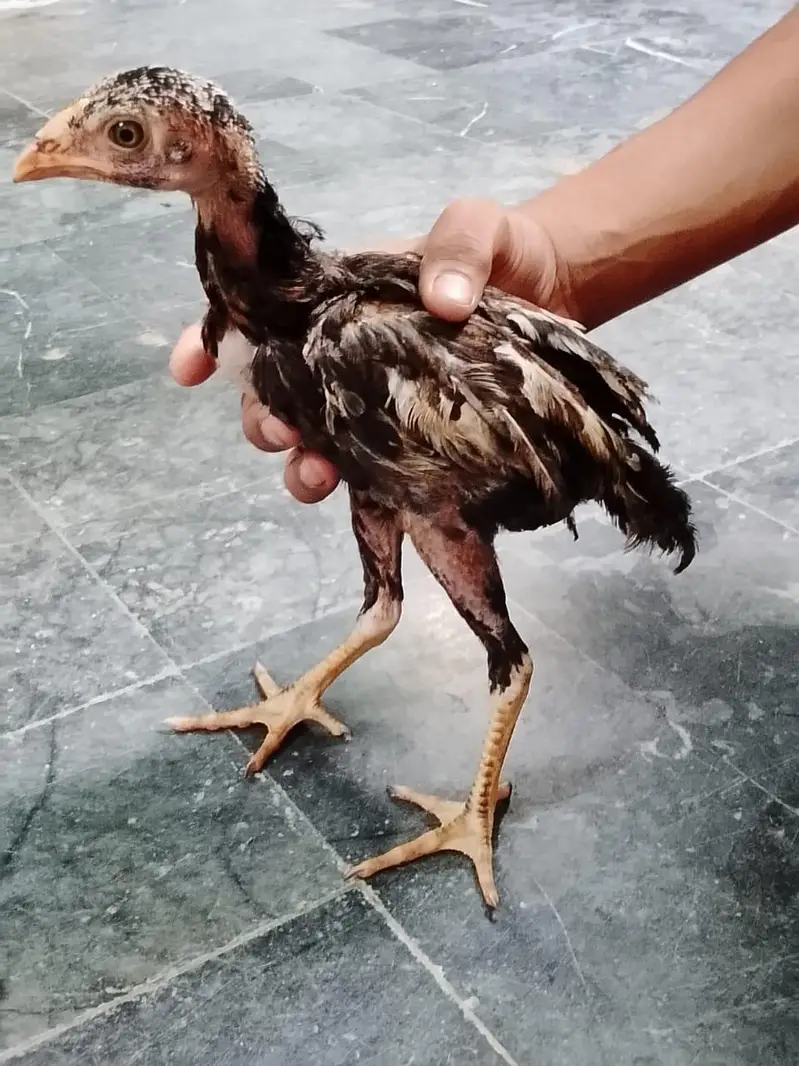 3 hens 4 month age q black and 2 brown coluor — photo 5