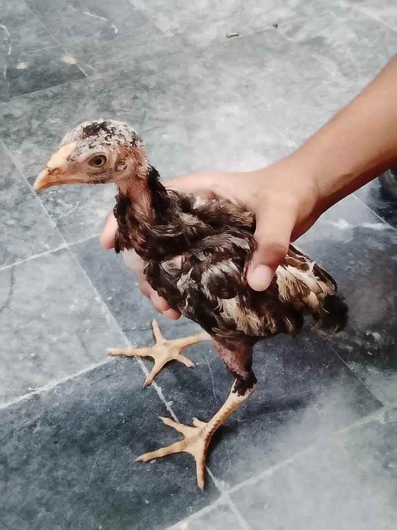 3 hens 4 month age q black and 2 brown coluor — photo 6