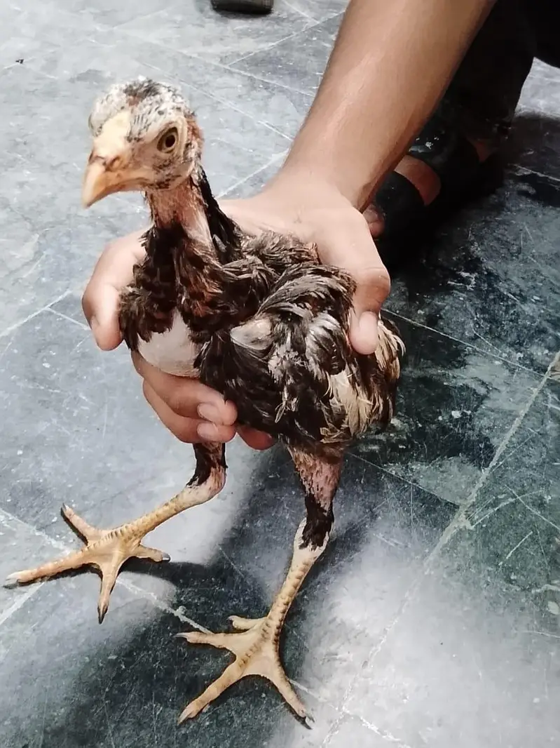 3 hens 4 month age q black and 2 brown coluor — photo 7