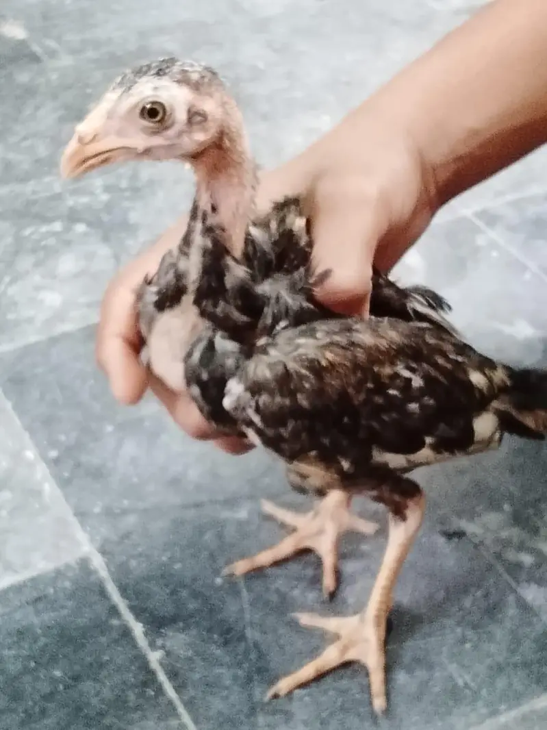 3 hens 4 month age q black and 2 brown coluor — photo 8