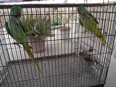 Raw Parrot Pair For Sale. Ringneck Pair For Sale. Cages And Boxes.
