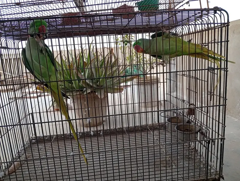Raw Parrot Pair For Sale. Ringneck Pair For Sale. Cages And Boxes. — photo 2