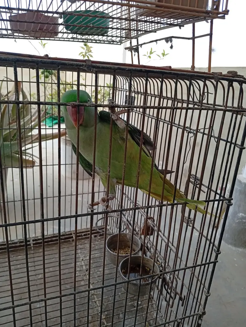 Raw Parrot Pair For Sale. Ringneck Pair For Sale. Cages And Boxes. — photo 4