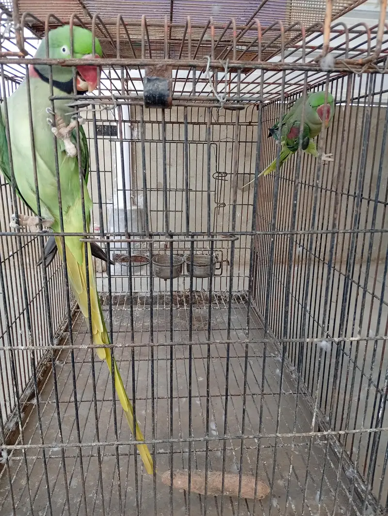 Raw Parrot Pair For Sale. Ringneck Pair For Sale. Cages And Boxes. — photo 5