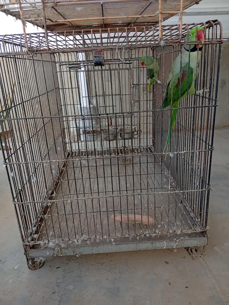 Raw Parrot Pair For Sale. Ringneck Pair For Sale. Cages And Boxes. — photo 6