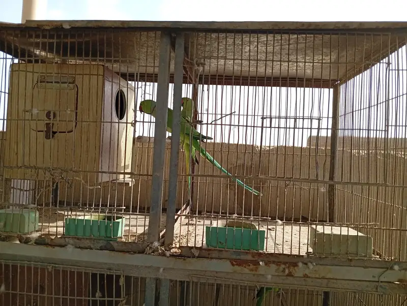 Raw Parrot Pair For Sale. Ringneck Pair For Sale. Cages And Boxes. — photo 7