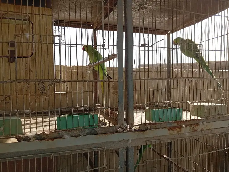 Raw Parrot Pair For Sale. Ringneck Pair For Sale. Cages And Boxes. — photo 8