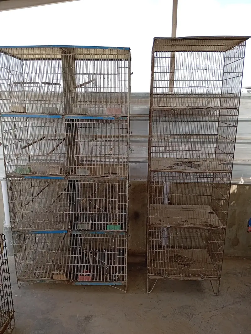 Raw Parrot Pair For Sale. Ringneck Pair For Sale. Cages And Boxes. — photo 9