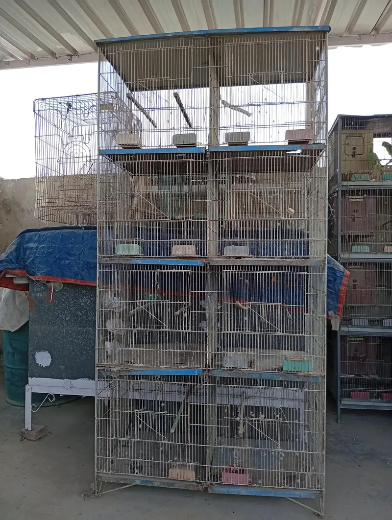 Raw Parrot Pair For Sale. Ringneck Pair For Sale. Cages And Boxes. — photo 10