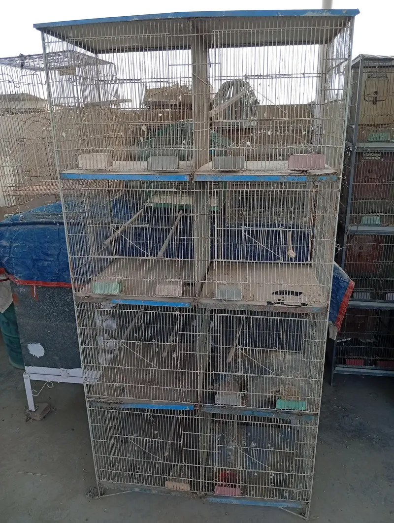 Raw Parrot Pair For Sale. Ringneck Pair For Sale. Cages And Boxes. — photo 11