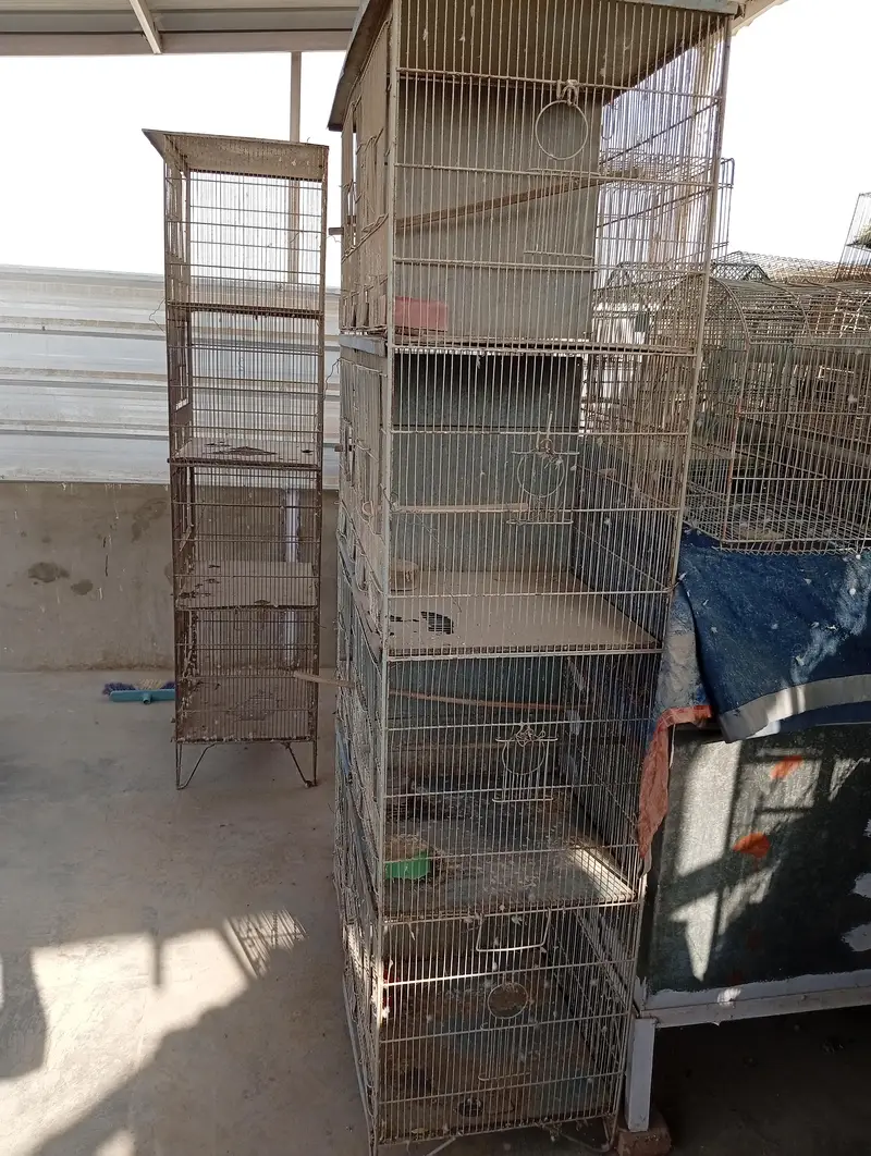 Raw Parrot Pair For Sale. Ringneck Pair For Sale. Cages And Boxes. — photo 12