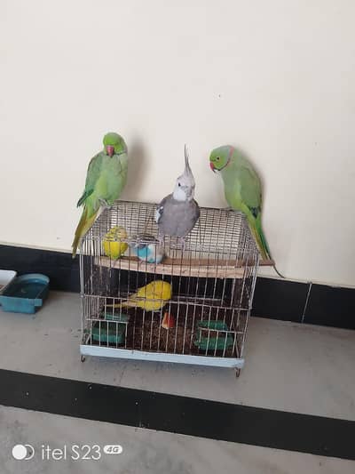 cocktail male 1, ringneck pair, budgies pair