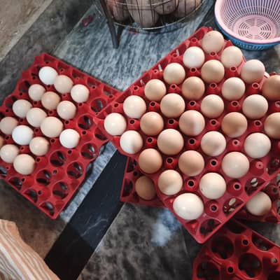 100% Fertile or Desi Eggs | Golden Desi Rooster | Desi Chicks for Sale