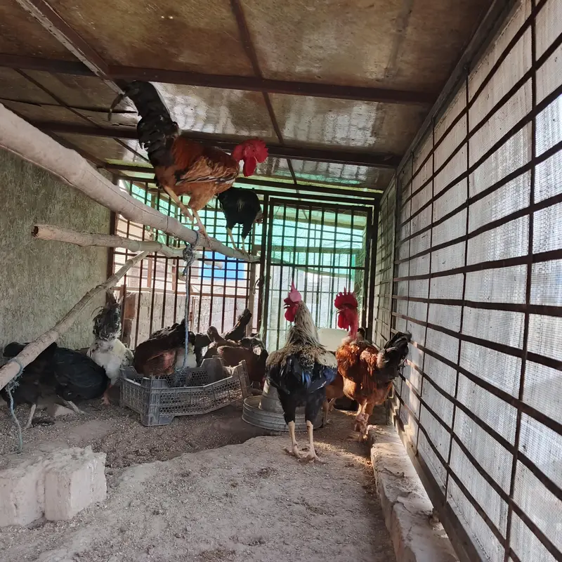 100% Fertile or Desi Eggs | Golden Desi Rooster | Desi Chicks for Sale — photo 2