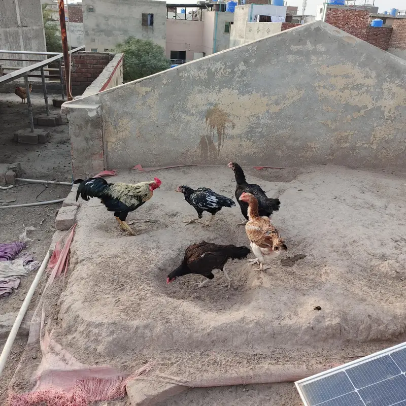 100% Fertile or Desi Eggs | Golden Desi Rooster | Desi Chicks for Sale — photo 3