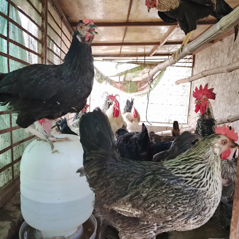 100% Fertile or Desi Eggs | Golden Desi Rooster | Desi Chicks for Sale — photo 4