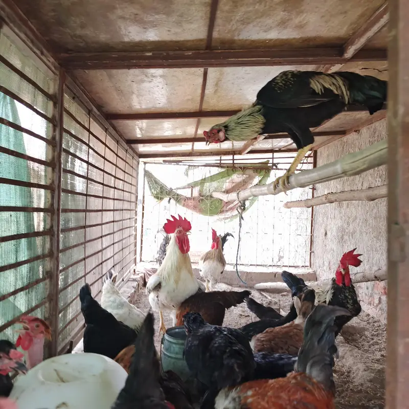 100% Fertile or Desi Eggs | Golden Desi Rooster | Desi Chicks for Sale — photo 5