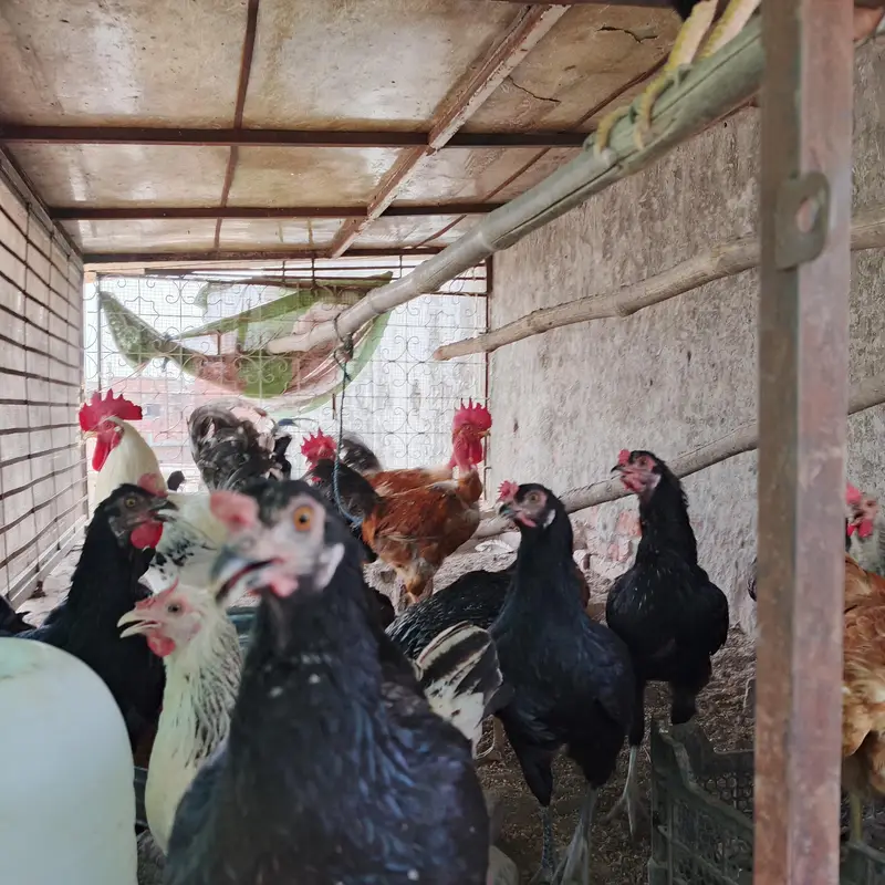 100% Fertile or Desi Eggs | Golden Desi Rooster | Desi Chicks for Sale — photo 6
