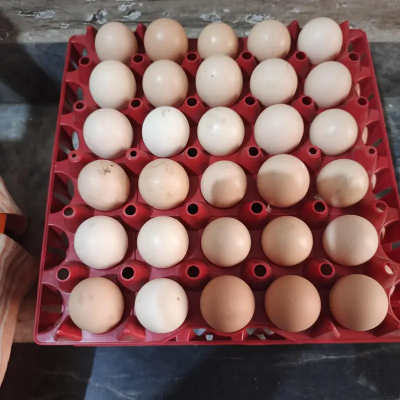 100% Fertile or Desi Eggs | Golden Desi Rooster | Desi Chicks for Sale — photo 7