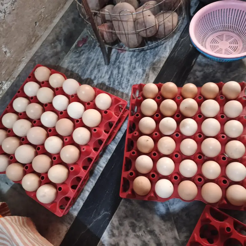 100% Fertile or Desi Eggs | Golden Desi Rooster | Desi Chicks for Sale — photo 8