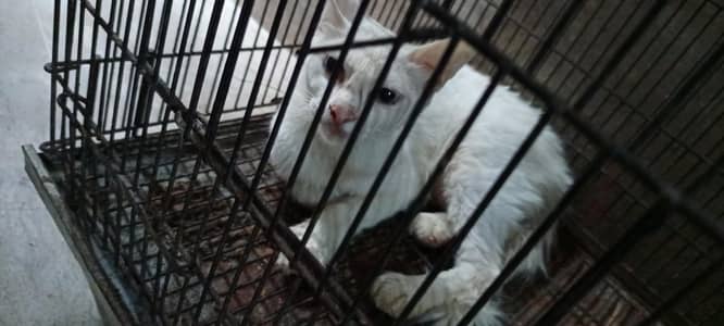 sale my cat