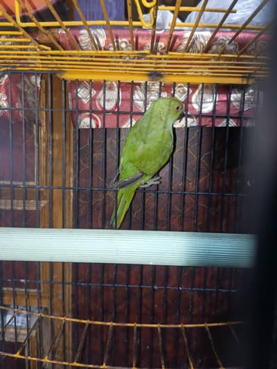green parrot and cocktail pair
