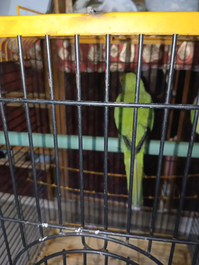 green parrot and cocktail pair — photo 3