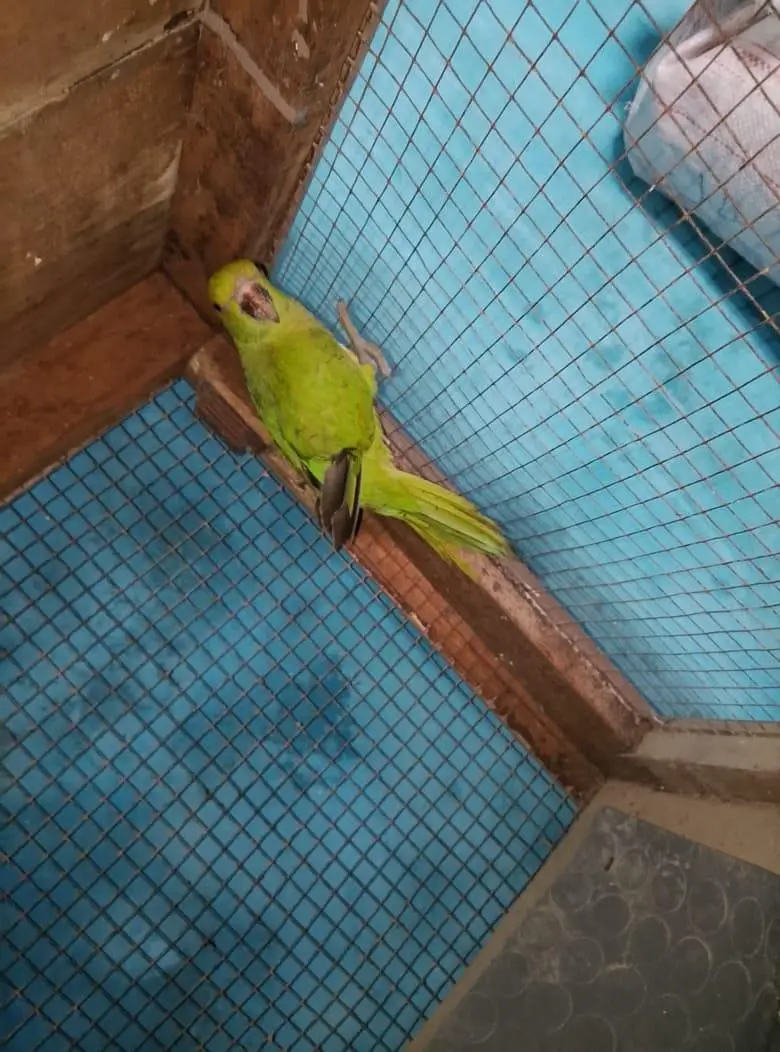 green parrot and cocktail pair — photo 4