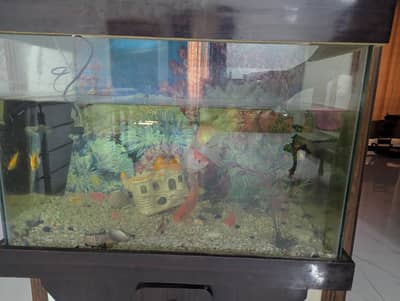 Fish and Aquarium