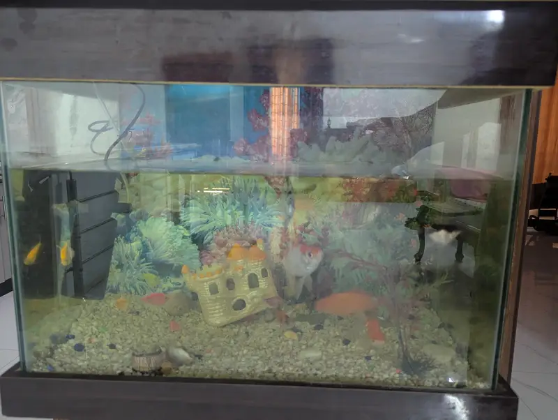 Fish and Aquarium — photo 2