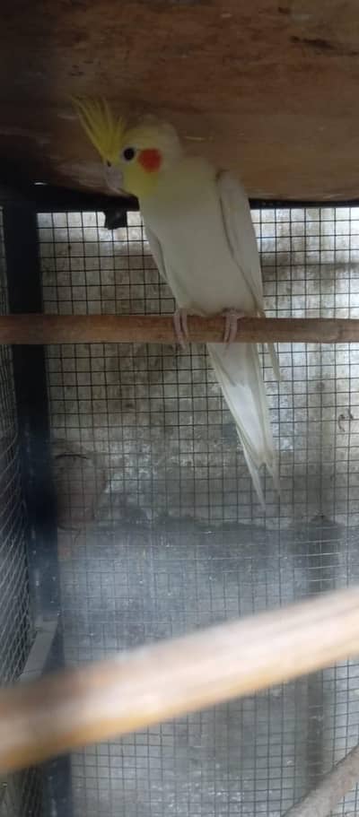 1 breeder male