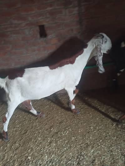 dasi bakri