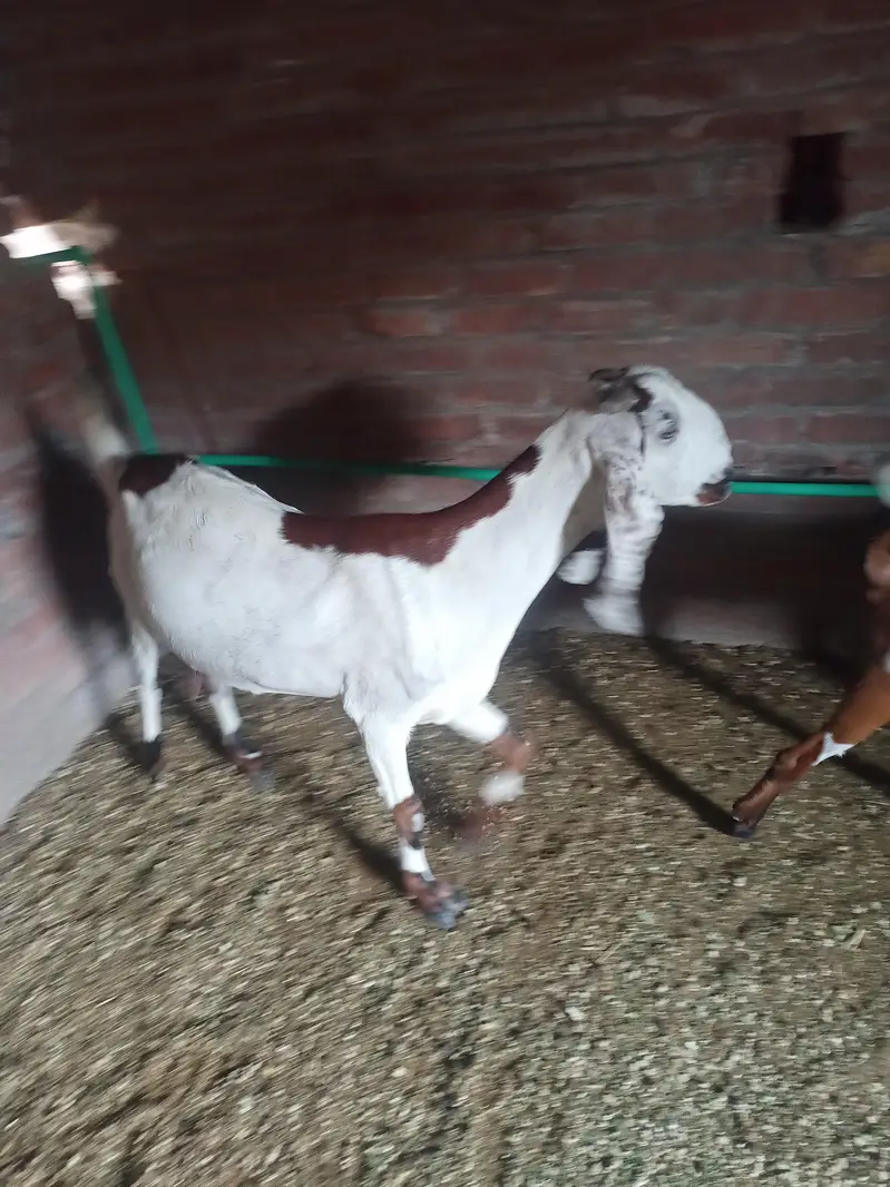 dasi bakri — photo 2