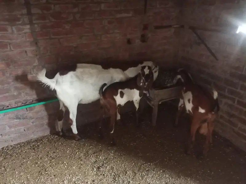 dasi bakri — photo 3