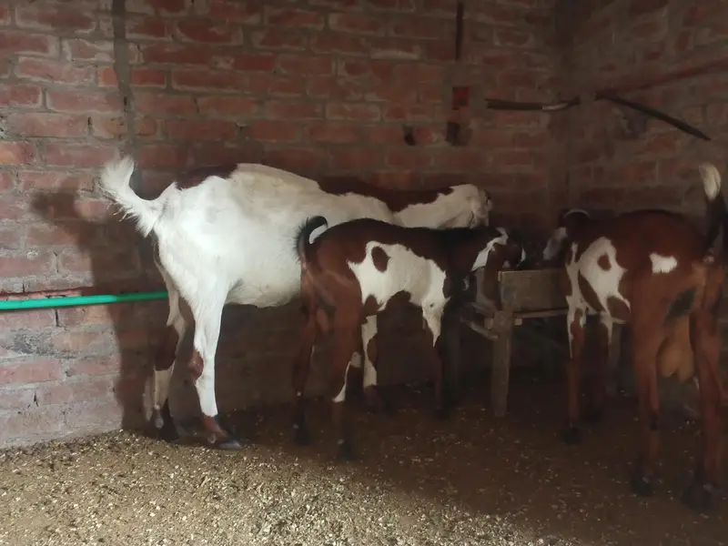 dasi bakri — photo 4
