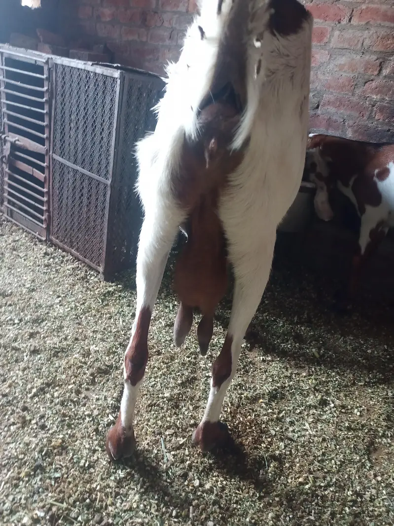 dasi bakri — photo 5