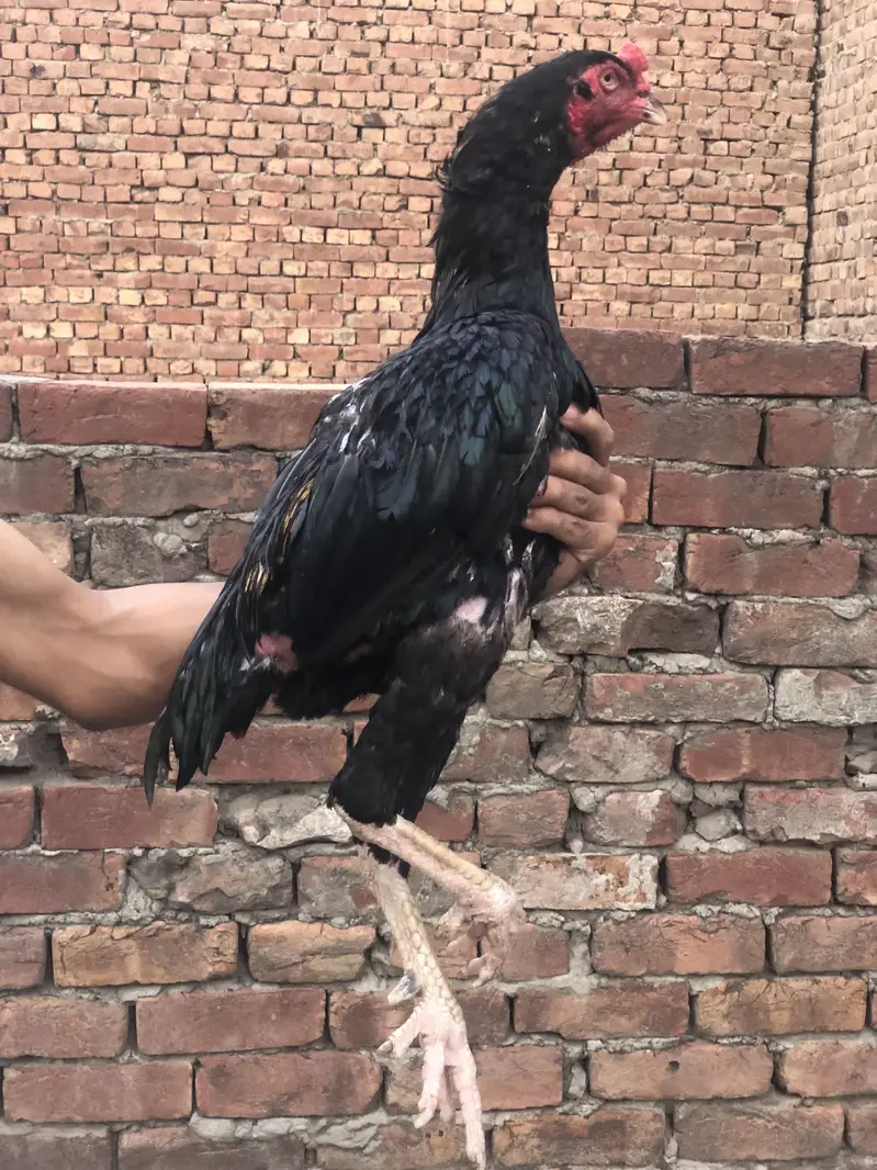 Aseel breeder male — photo 3