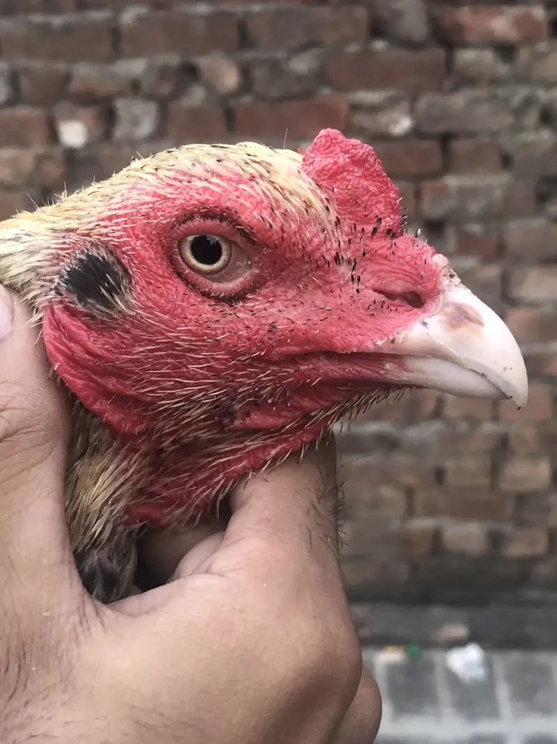 Aseel breeder male — photo 4