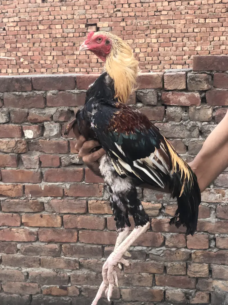 Aseel breeder male — photo 6