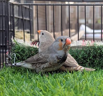 Finches mutation for sale