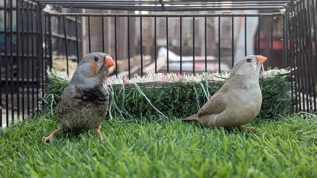 Finches mutation for sale — photo 2